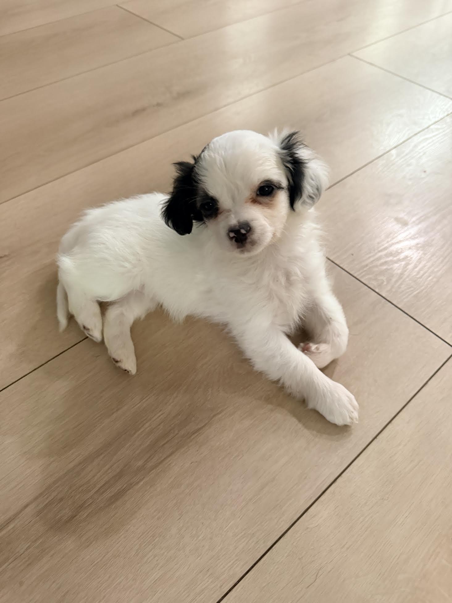 Enlarge Pippa, an adopted mixed breed in Las Vegas, NV image 2/3