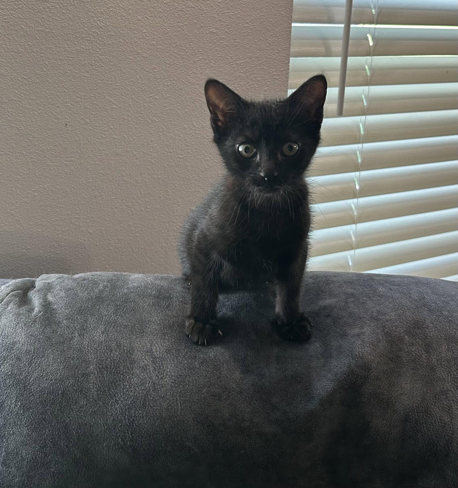 Enlarge Jack, a Adoptable Domestic Short Hair in Hammond, LA image 1/1