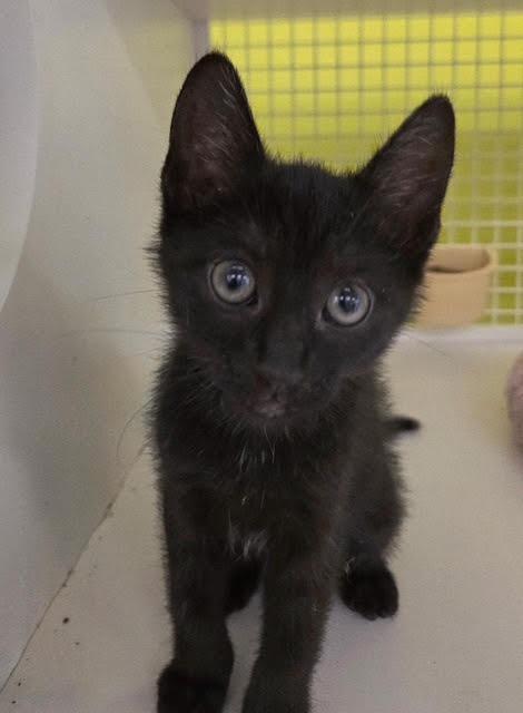 Donna, Adoptable, Kitten Female Domestic Short Hair.