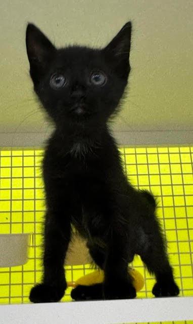 Enlarge Donna, a Adoptable mixed breed in Fort Myers, FL image 2/2