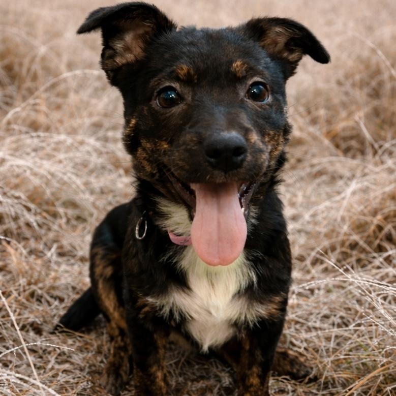 Enlarge Maisy , a Adoptable mixed breed in Richmond, VA image 6/6