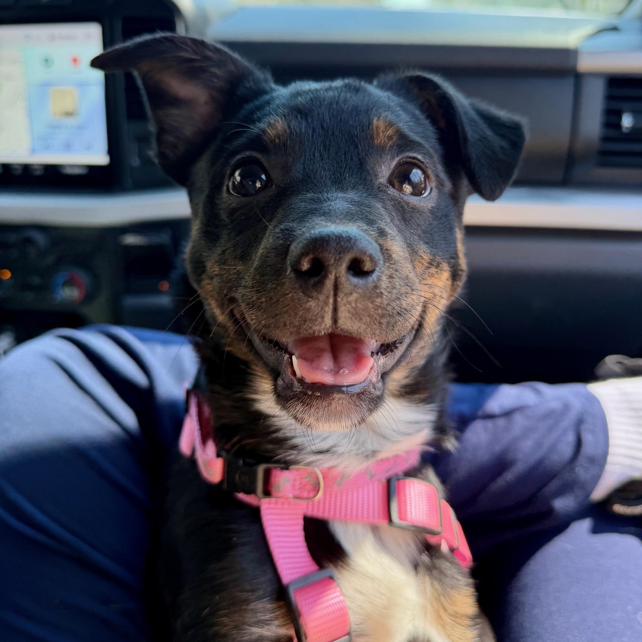 Enlarge Maisy , a Adoptable mixed breed in Richmond, VA image 4/6