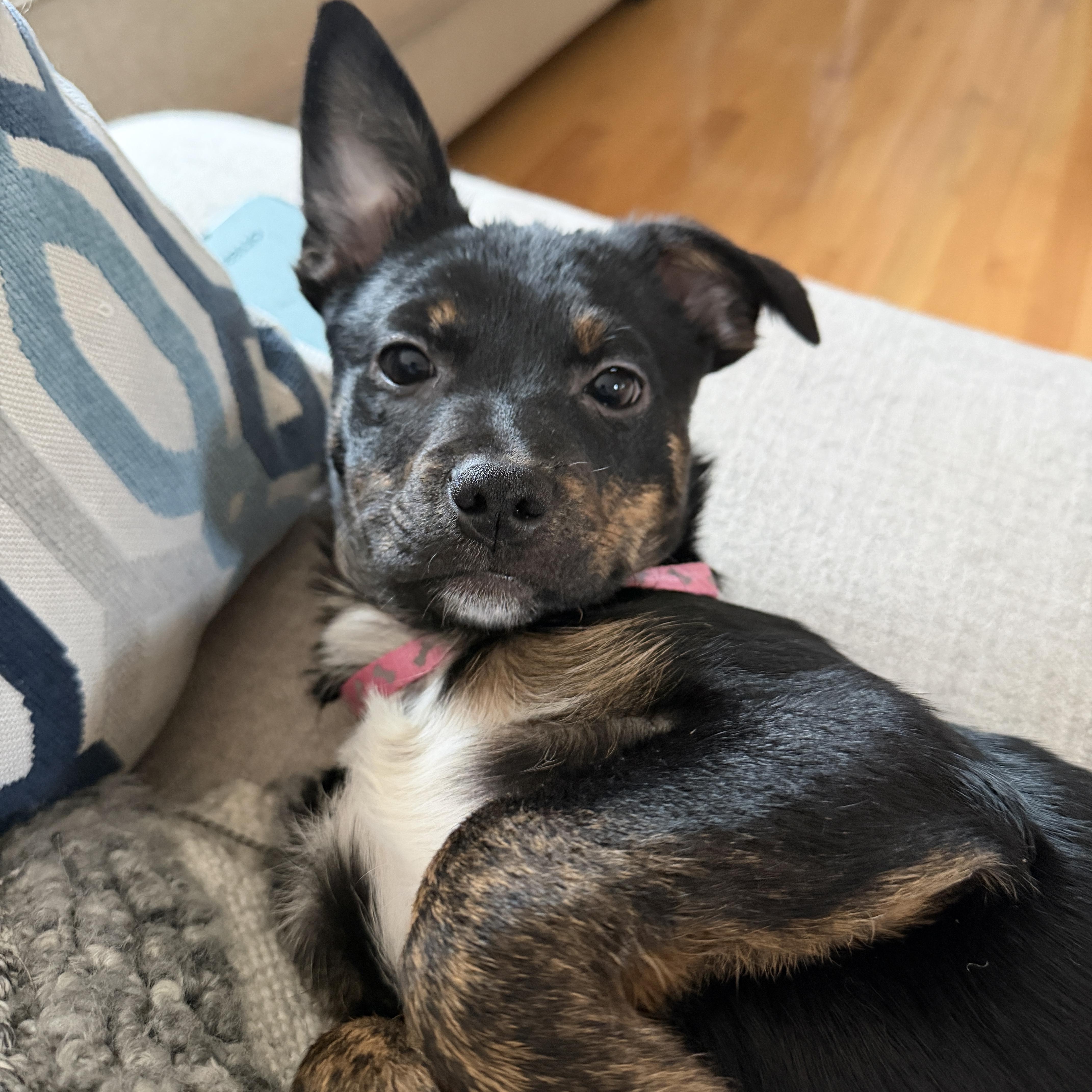 Enlarge Maisy , a Adoptable mixed breed in Richmond, VA image 5/6