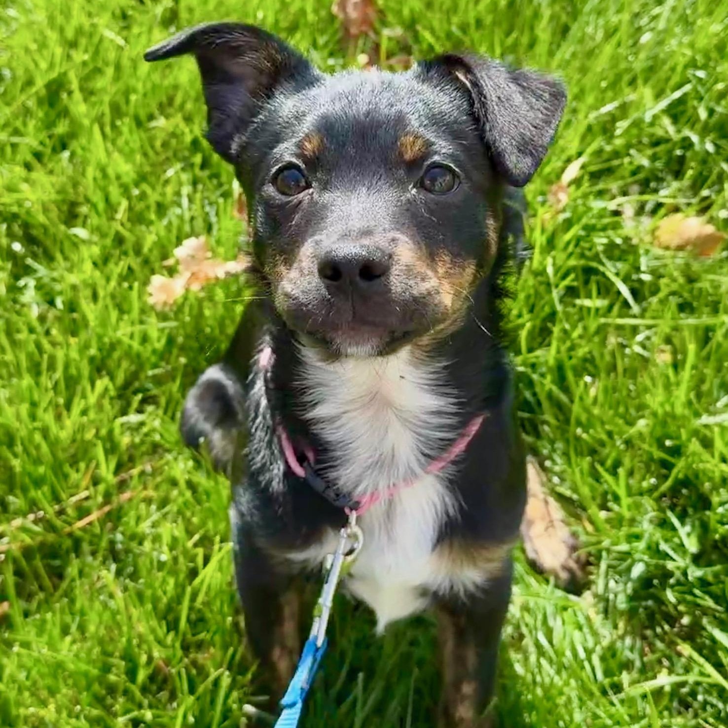 Enlarge Maisy , a Adoptable mixed breed in Richmond, VA image 2/6