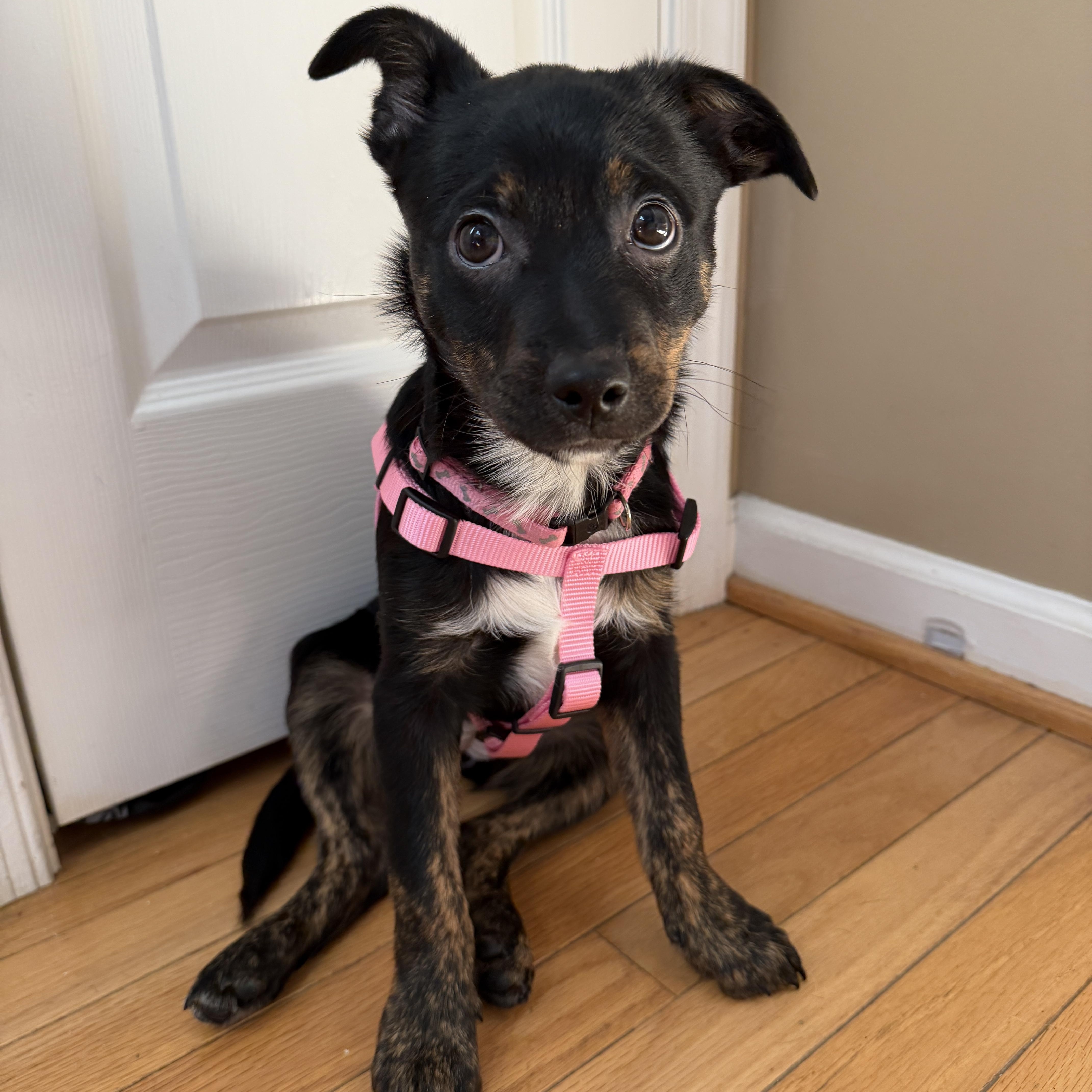 Enlarge Maisy , a Adoptable mixed breed in Richmond, VA image 1/6