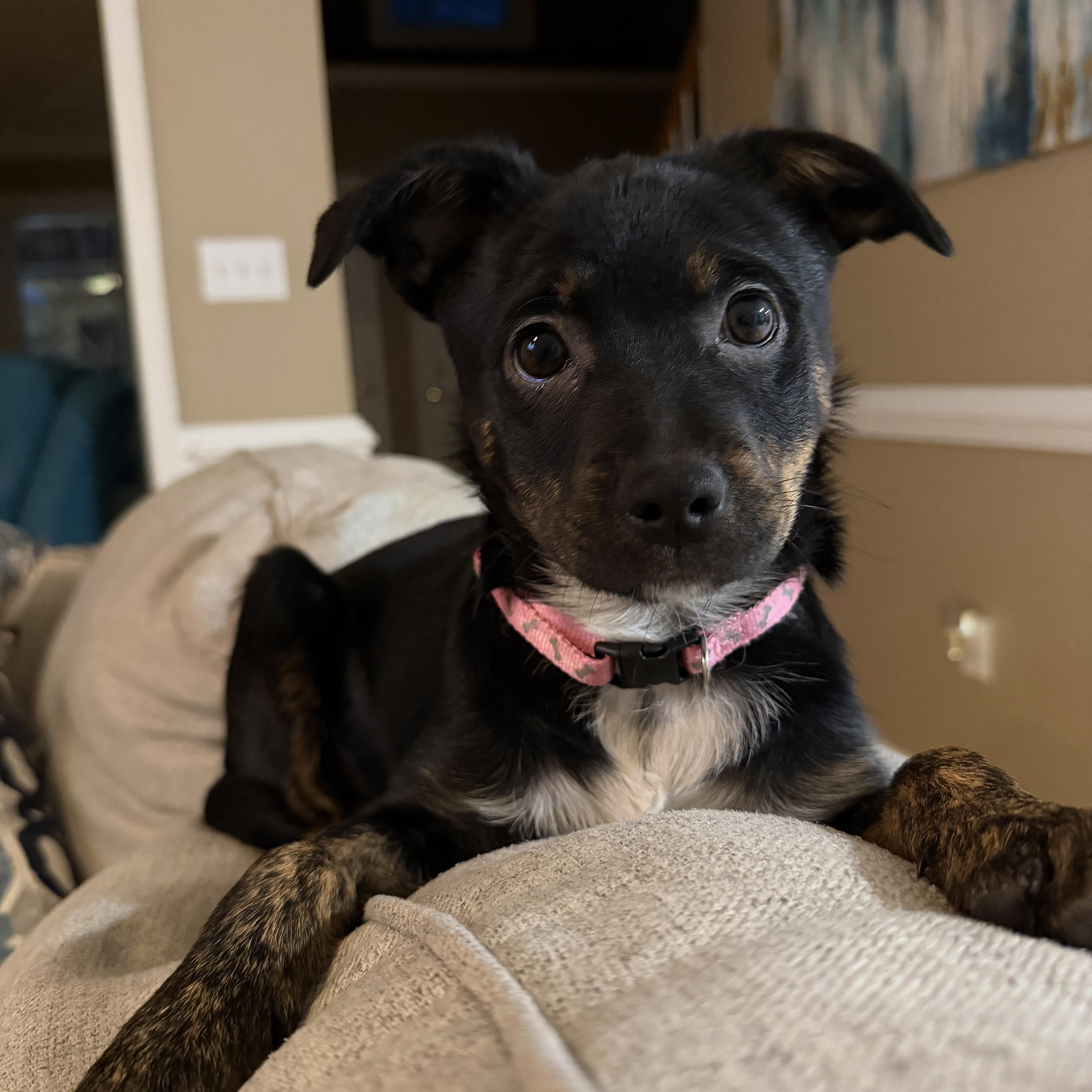 Enlarge Maisy , a Adoptable mixed breed in Richmond, VA image 3/6