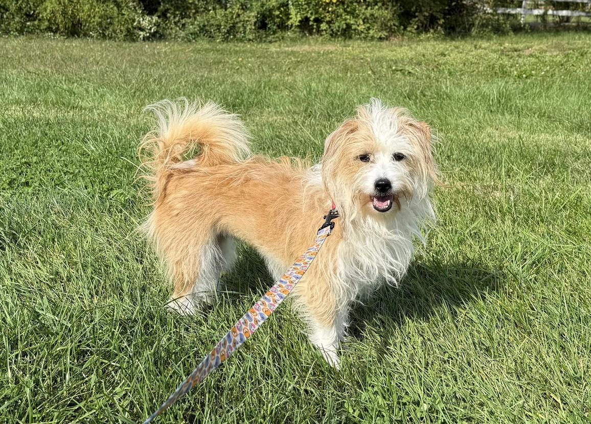 Enlarge Sofie, a Adoptable mixed breed in Landenberg, PA image 1/4