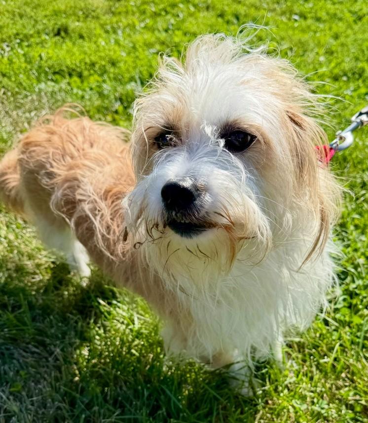 Enlarge Sofie, a Adoptable mixed breed in Landenberg, PA image 3/4