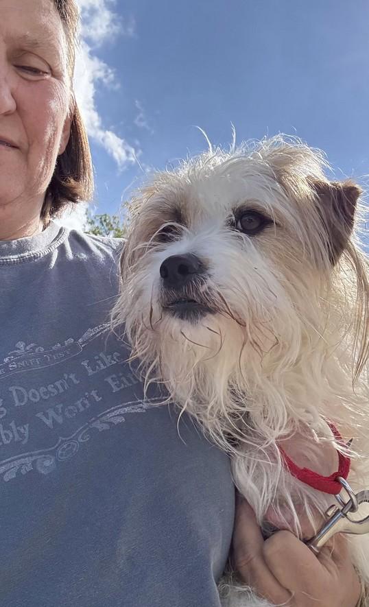 Enlarge Sofie, a Adoptable mixed breed in Landenberg, PA image 4/4