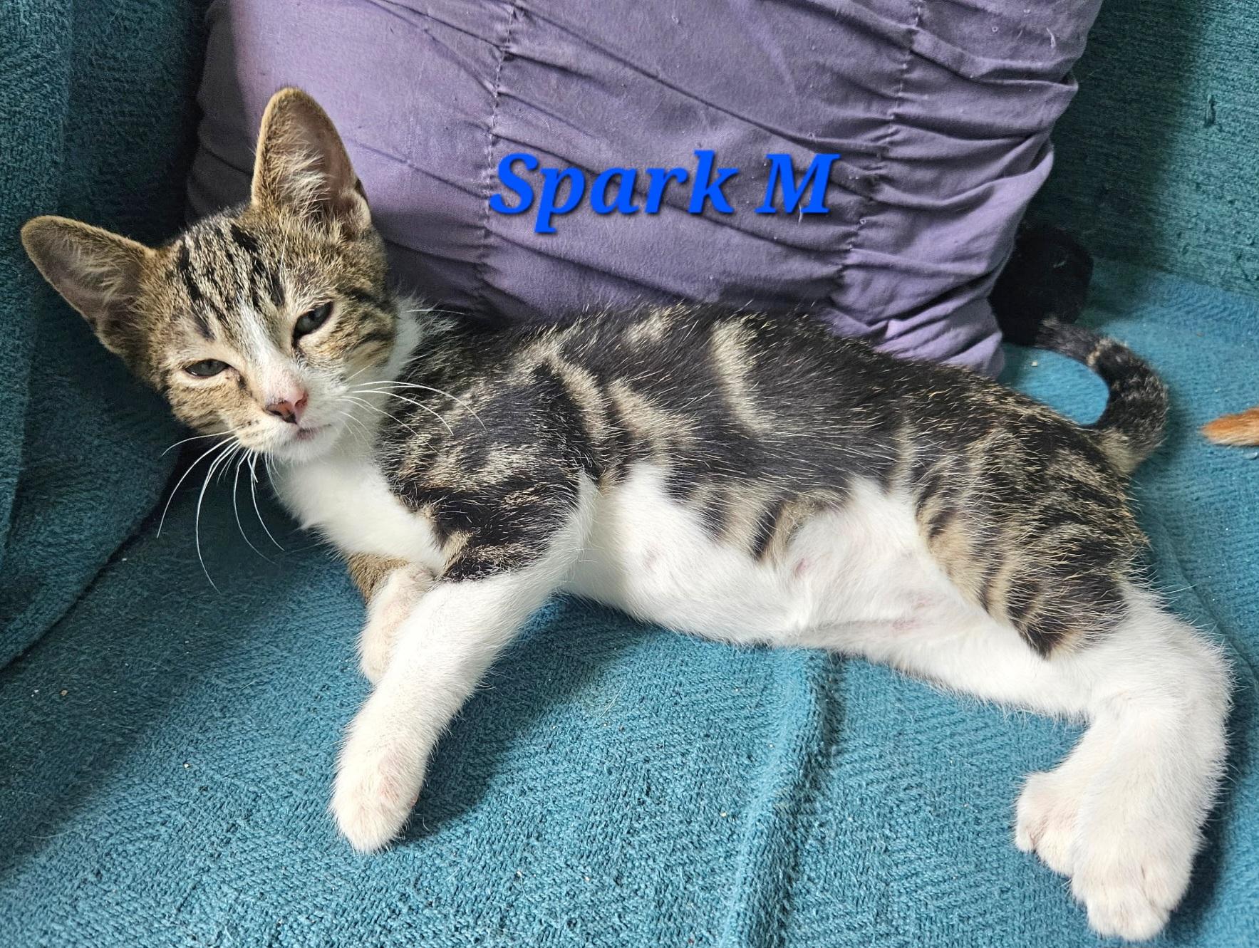 Sparky, a Adoptable Tabby in Springfield, OR image 3/3