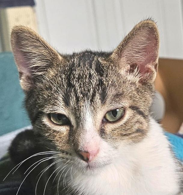 Sparky, Adoptable, Kitten Male Tabby.
