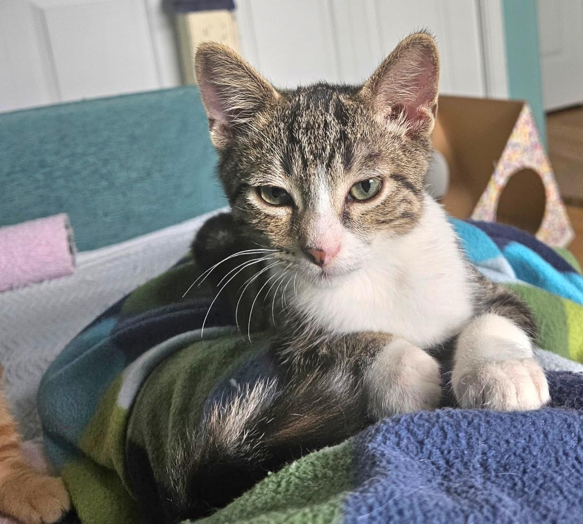 Sparky, a Adoptable Tabby in Springfield, OR image 2/3