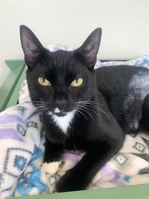 Enlarge ALPINE, a Adoptable Domestic Short Hair in Sarasota, FL image 1/1