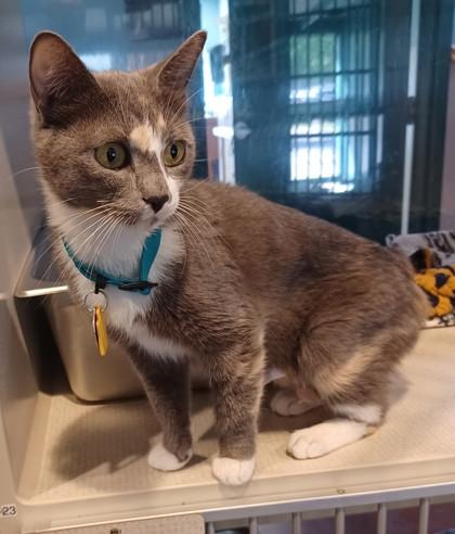 Stormy, adopted, Adult Female Domestic Short Hair.