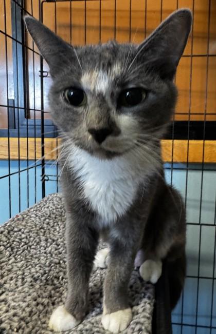 Enlarge Stormy, an adopted Domestic Short Hair in Stanwood, WA image 2/2