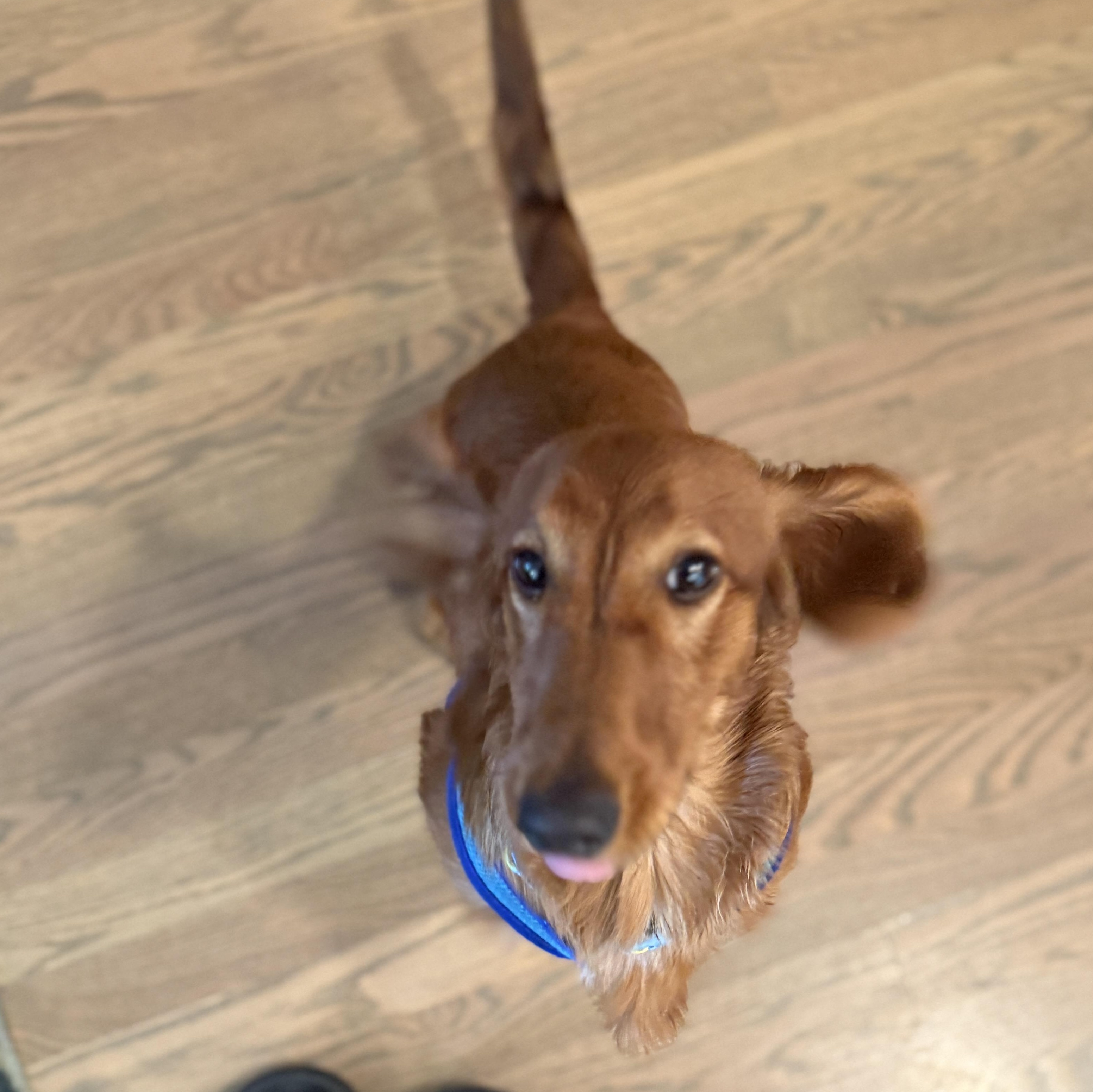 Trudi, ADOPTABLE, Puppy Female Dachshund (Long Haired).