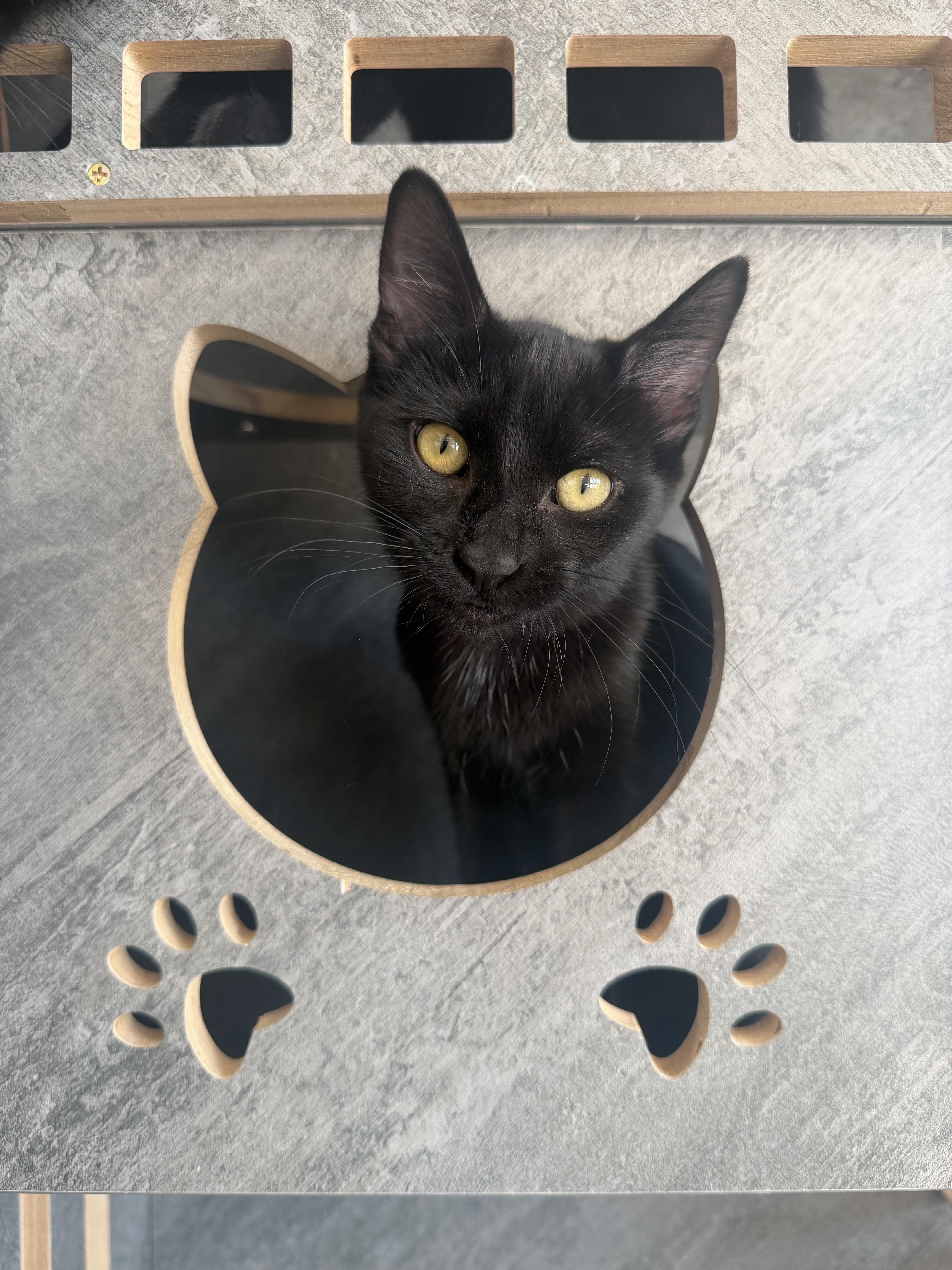 Enlarge Raven, a Adoptable Domestic Short Hair in Alexandria, VA image 5/6