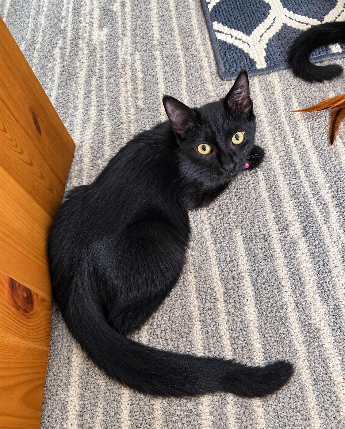 Raven, Adoptable, Kitten Female Domestic Short Hair.
