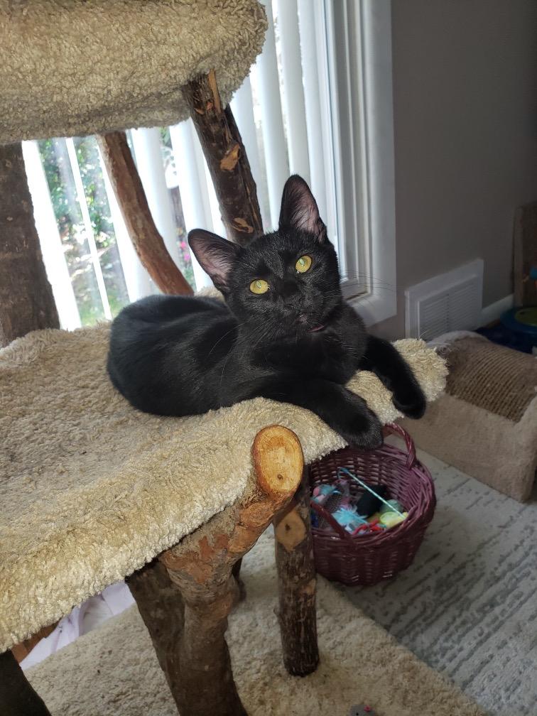 Enlarge Raven, a Adoptable Domestic Short Hair in Alexandria, VA image 6/6