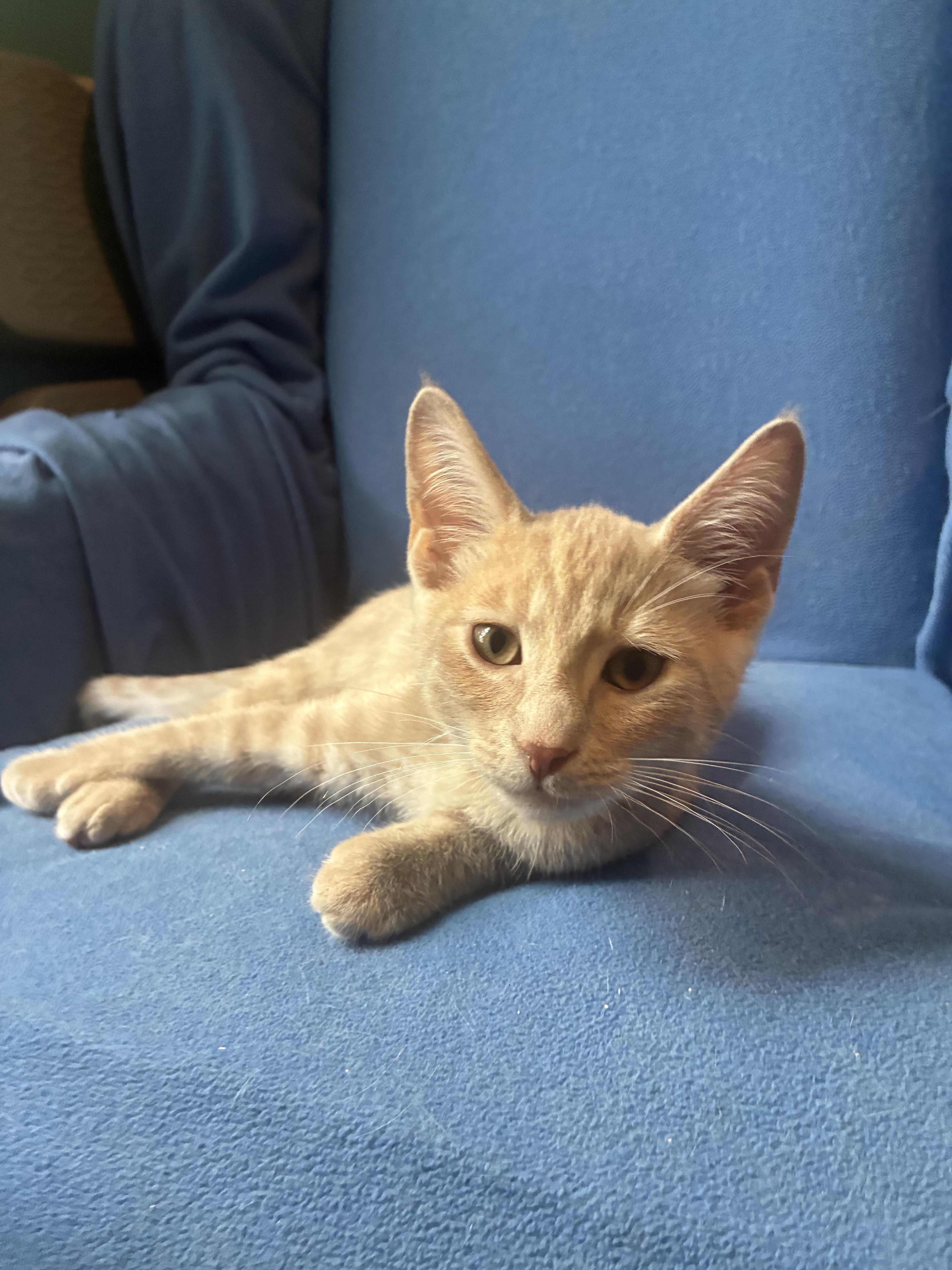 Ernie, ADOPTABLE, Kitten Male Domestic Short Hair.