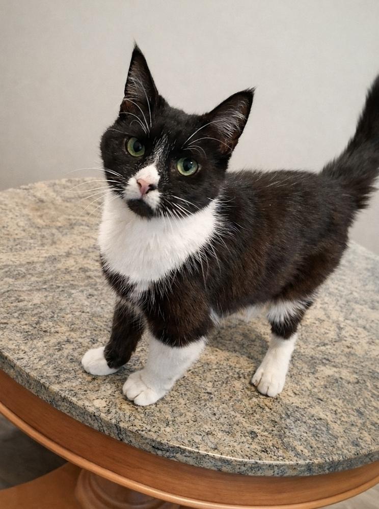 Binky, Adoptable, Adult Female Domestic Short Hair.