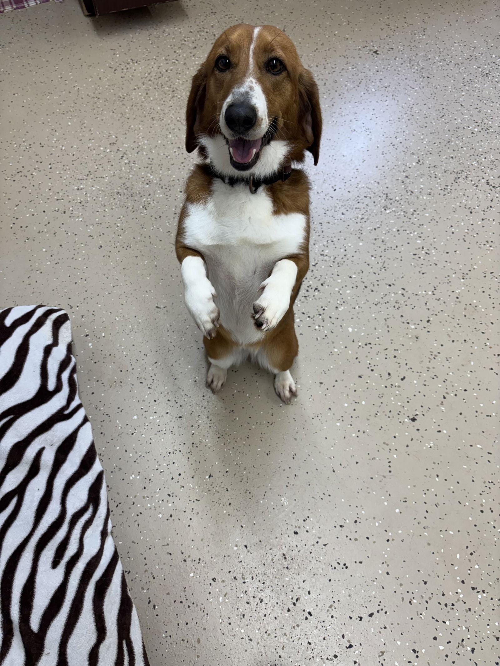 Clover, a Adoptable mixed breed in York, SC image 1/3