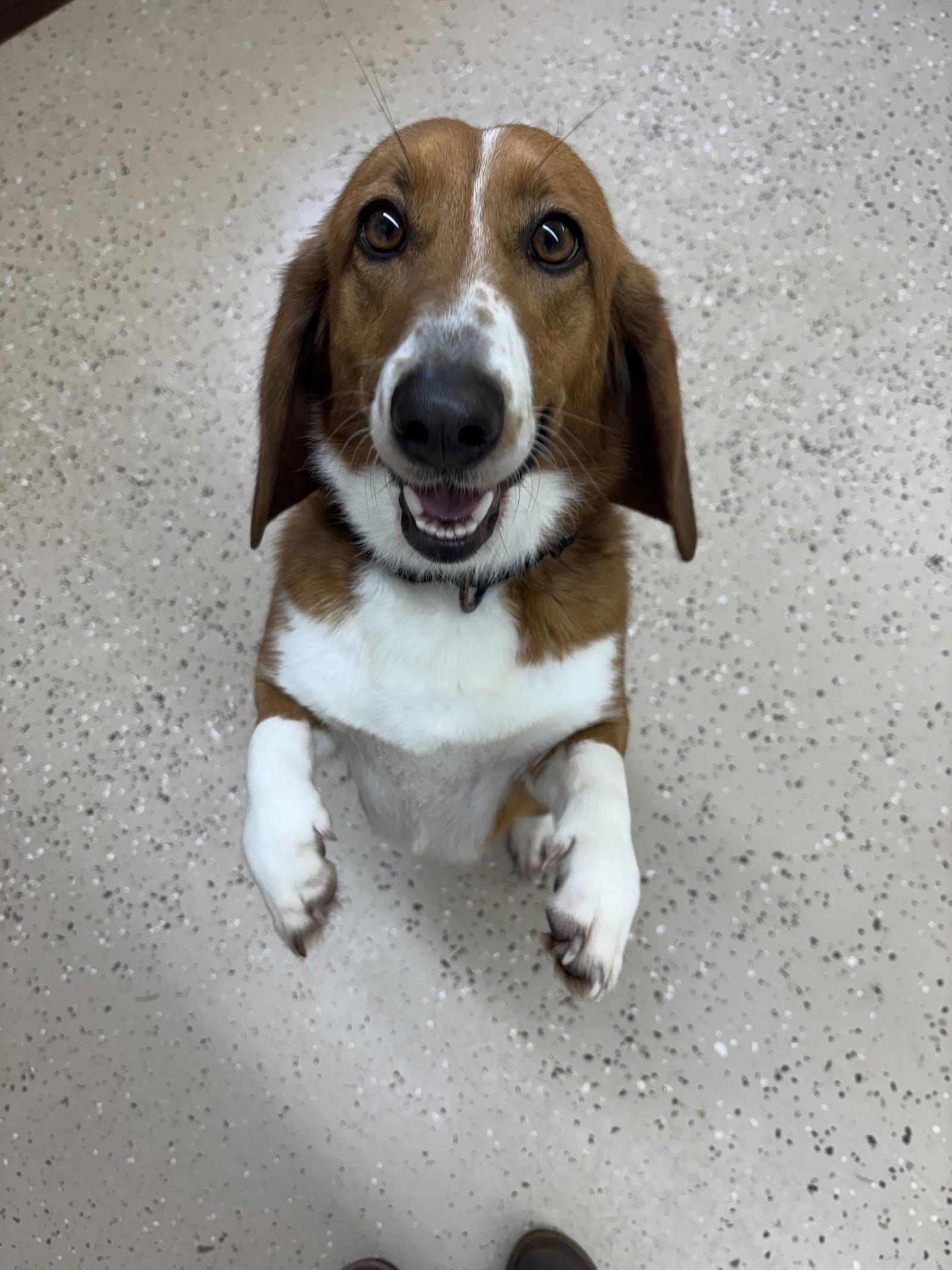 Clover, a Adoptable mixed breed in York, SC image 2/3