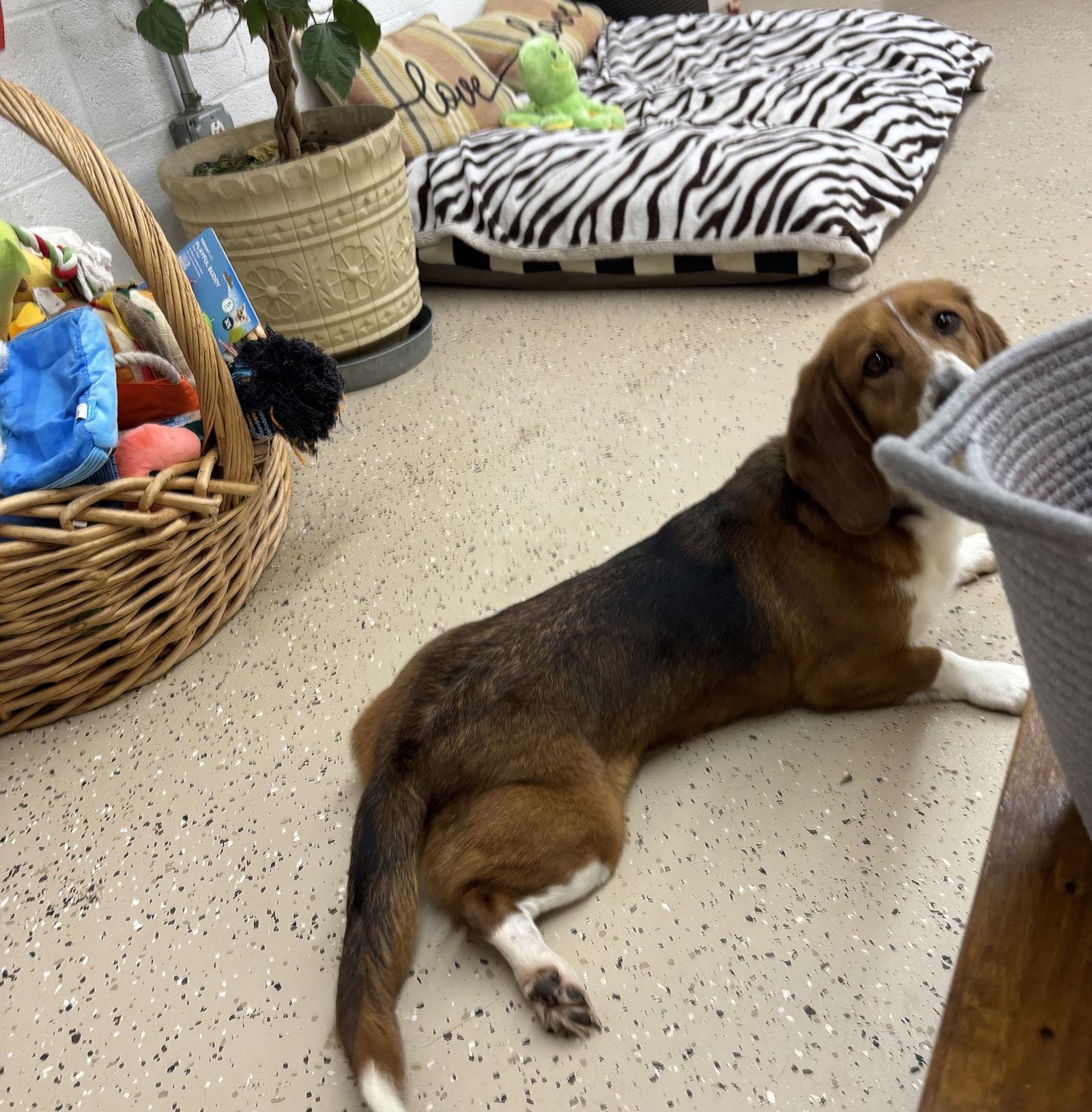 Clover, a Adoptable mixed breed in York, SC image 3/3