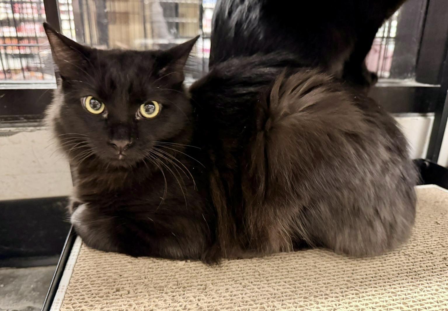 Enlarge Knotts, a Adoptable Domestic Medium Hair in San Juan Capistrano, CA image 1/2