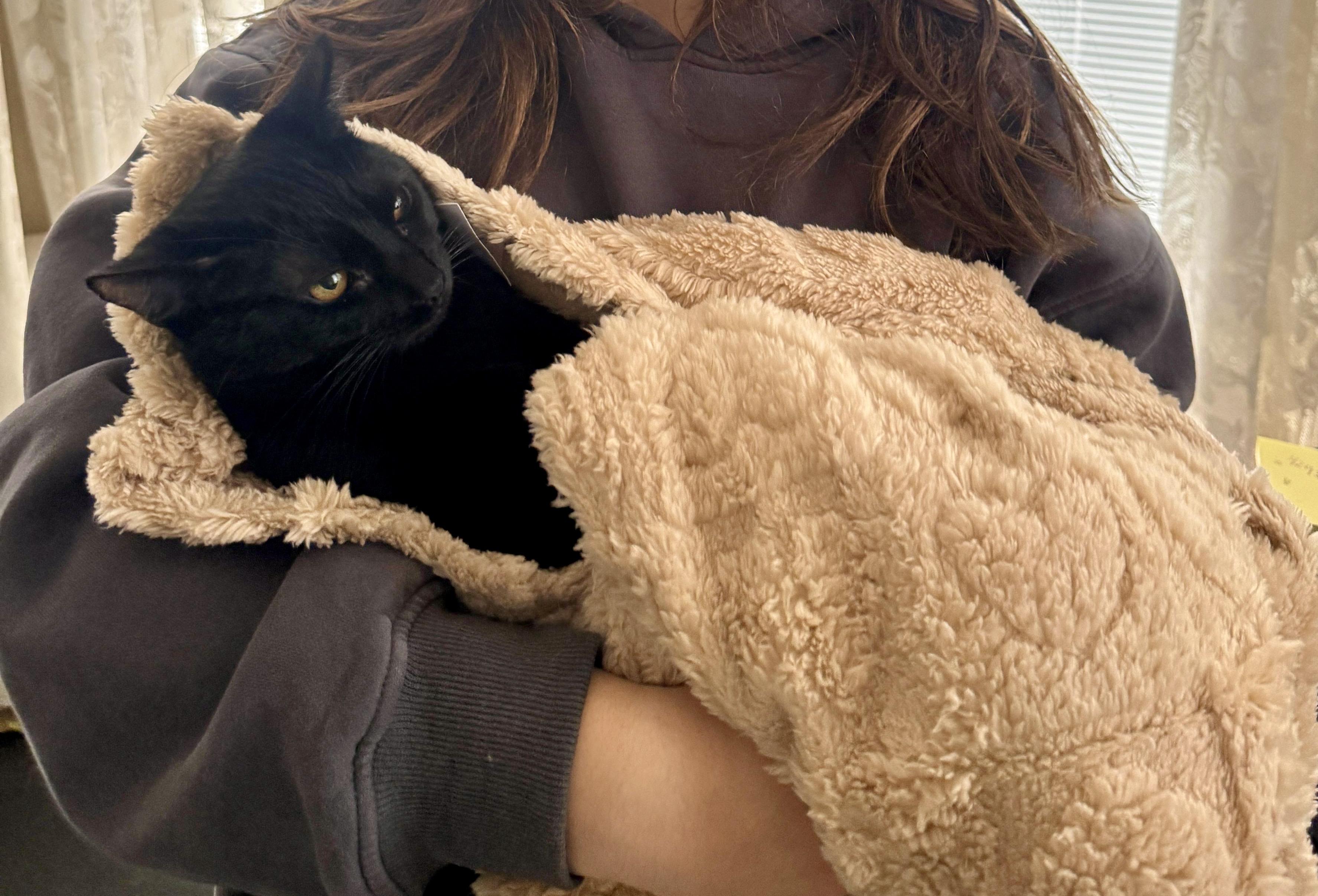 Enlarge Knotts, a Adoptable Domestic Medium Hair in San Juan Capistrano, CA image 2/2