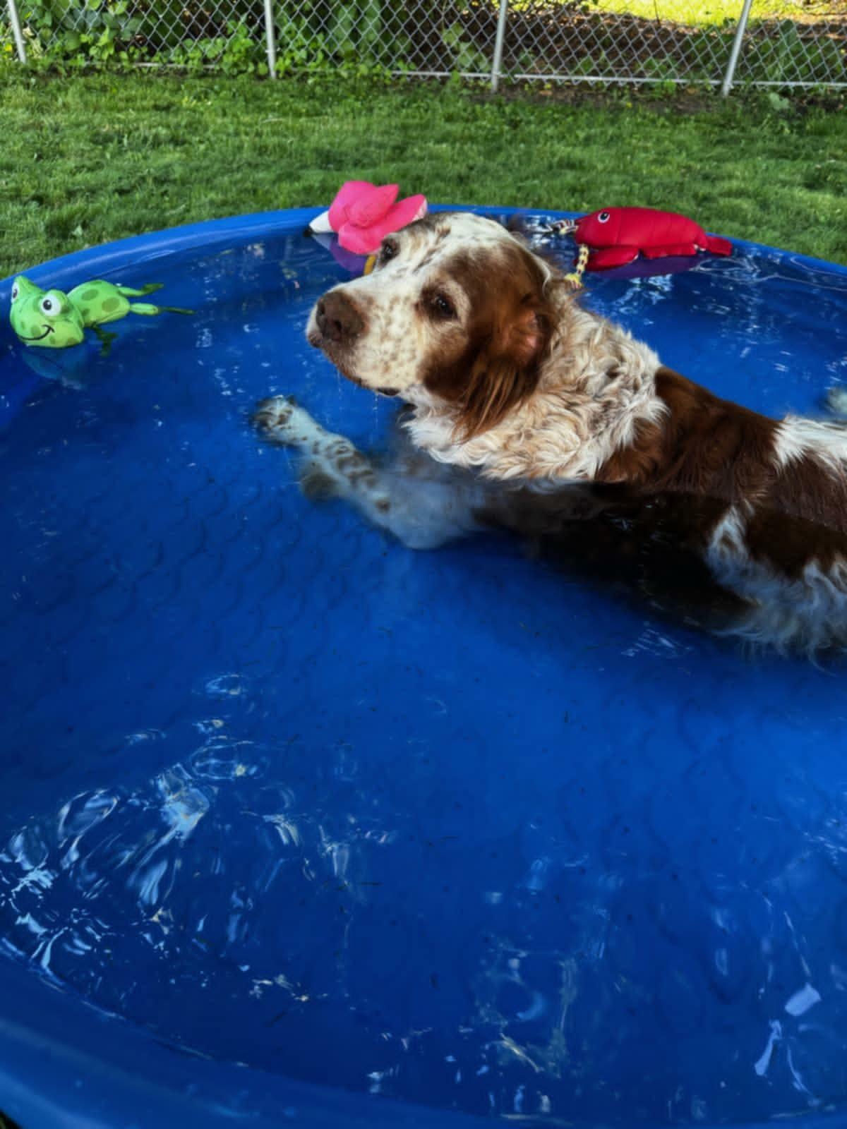 NY/Jake, Adoptable, Senior Male Brittany Spaniel.