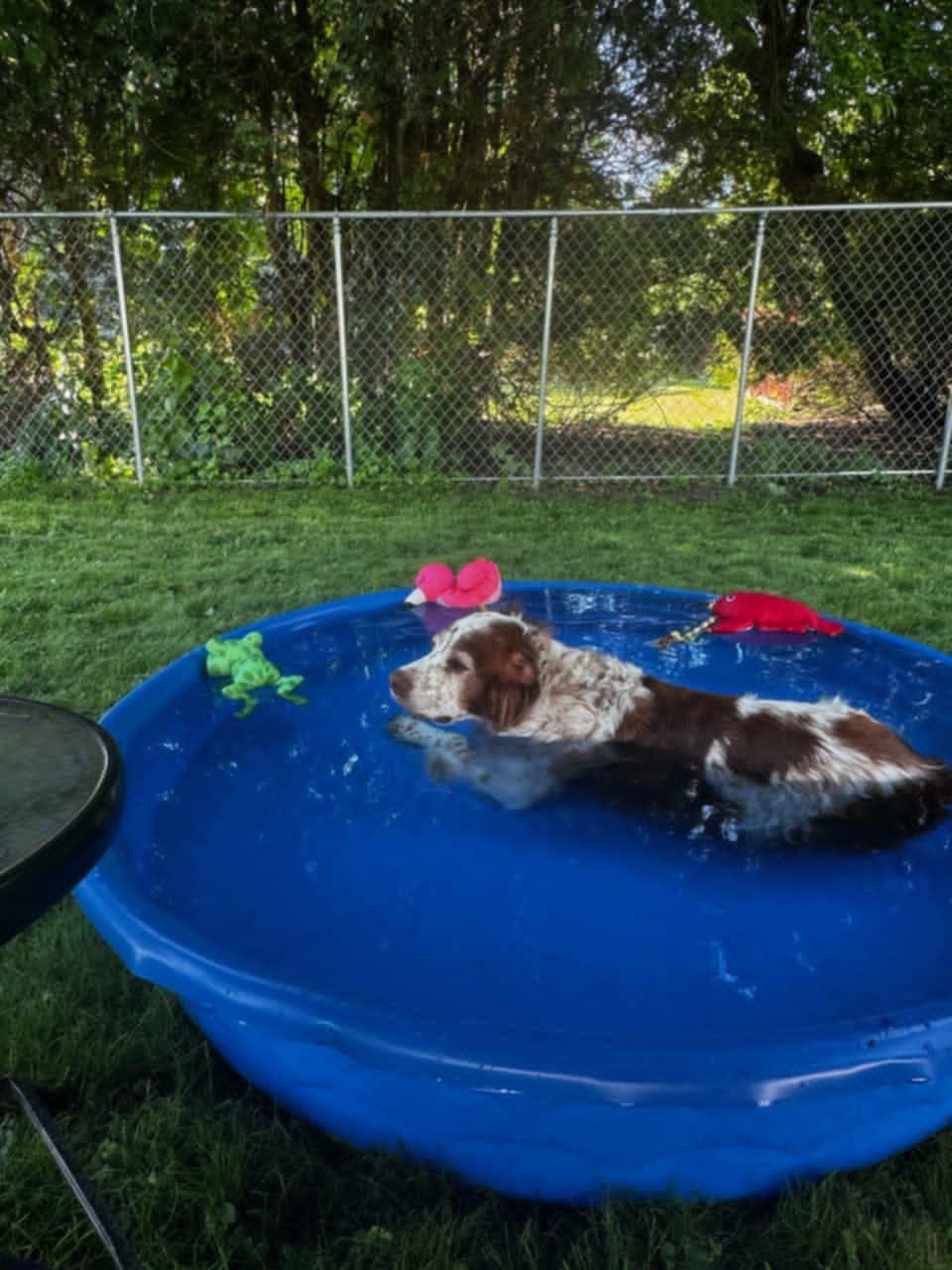 Enlarge NY/Jake, a Adoptable Brittany Spaniel in Webster, NY image 2/3