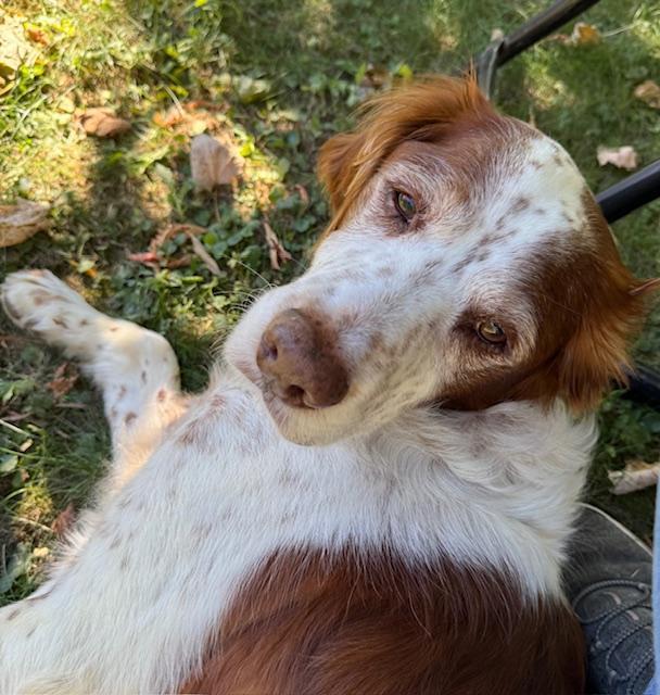 NY/Jake, Adoptable, Senior Male Brittany Spaniel.