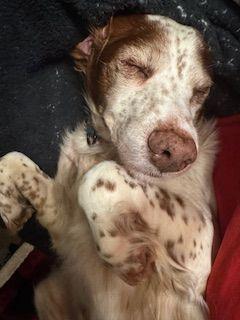 Enlarge NY/Jake, a Adoptable Brittany Spaniel image 2/3