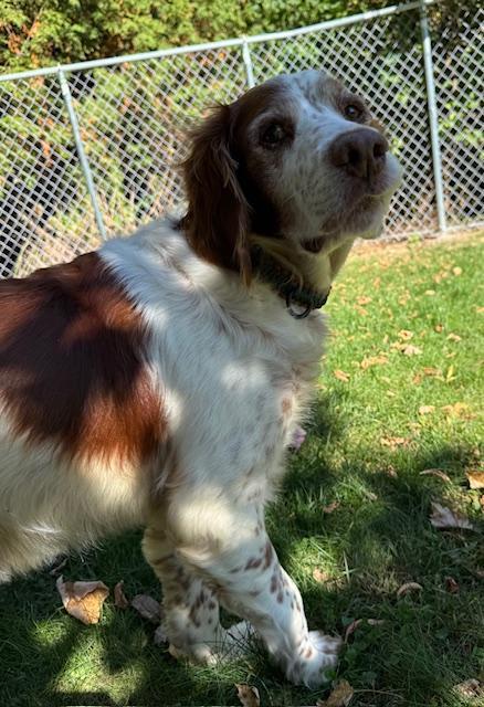 Enlarge NY/Jake, a Adoptable Brittany Spaniel image 3/3