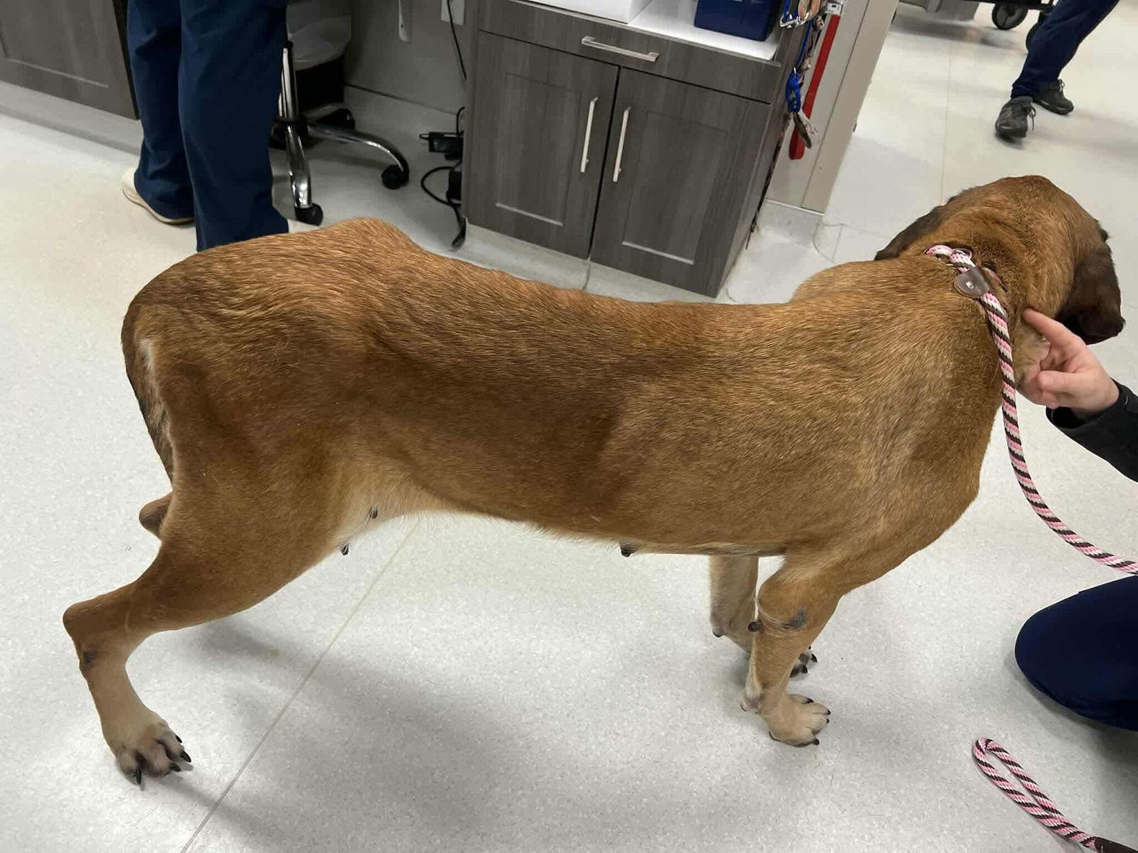 Enlarge Maggie - Medical Hold, a Adoptable Mastiff in Edmond, OK image 1/3