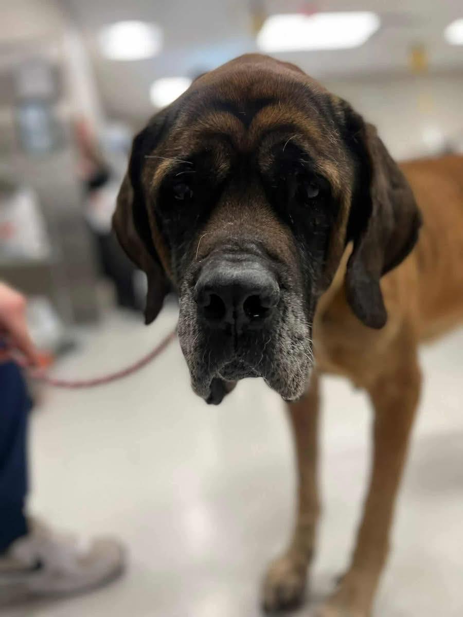 Enlarge Maggie - Medical Hold, a Adoptable Mastiff in Edmond, OK image 3/3