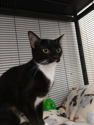 Enlarge Munchkin, a Adoptable Domestic Short Hair in Bloomsburg, PA image 1/1