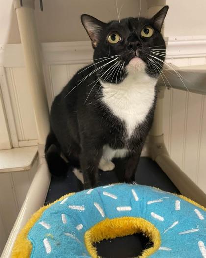 Munchkin, Adoptable, Kitten Female Domestic Short Hair & Domestic Short Hair.