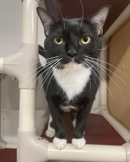Munchkin, Adoptable, Kitten Female Domestic Short Hair & Domestic Short Hair.