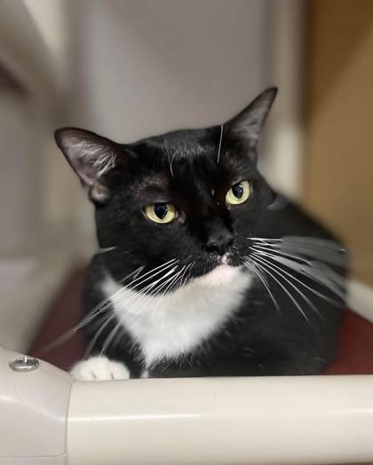 Munchkin, a Adoptable Domestic Short Hair in Bloomsburg, PA image 2/2