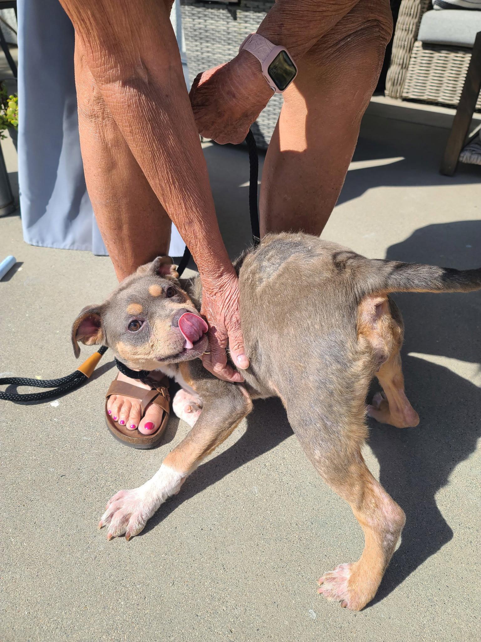 June, Adoptable, Young Female American Staffordshire Terrier.