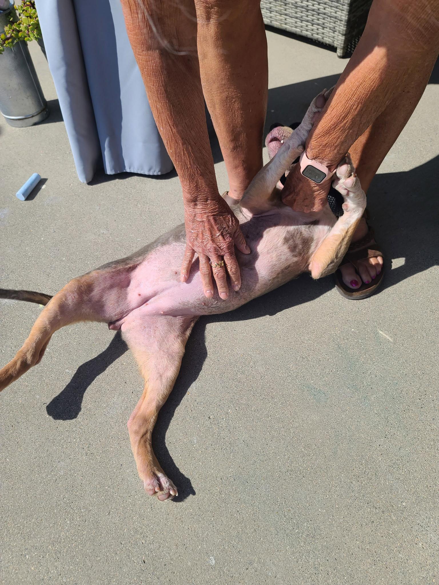 Enlarge June, a Adoptable American Staffordshire Terrier in San Diego, CA image 2/3