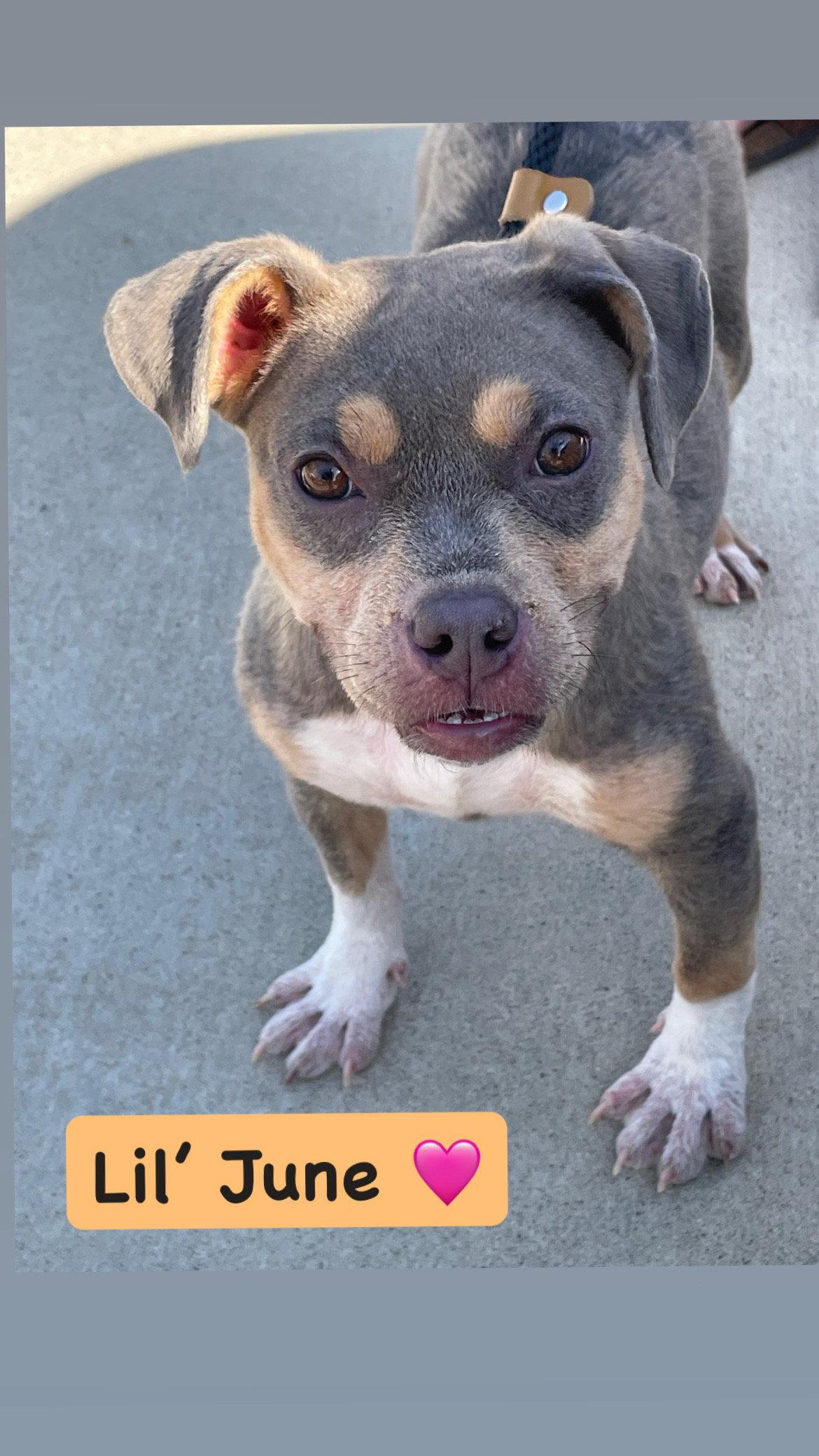 Enlarge June, a Adoptable American Staffordshire Terrier in San Diego, CA image 3/3