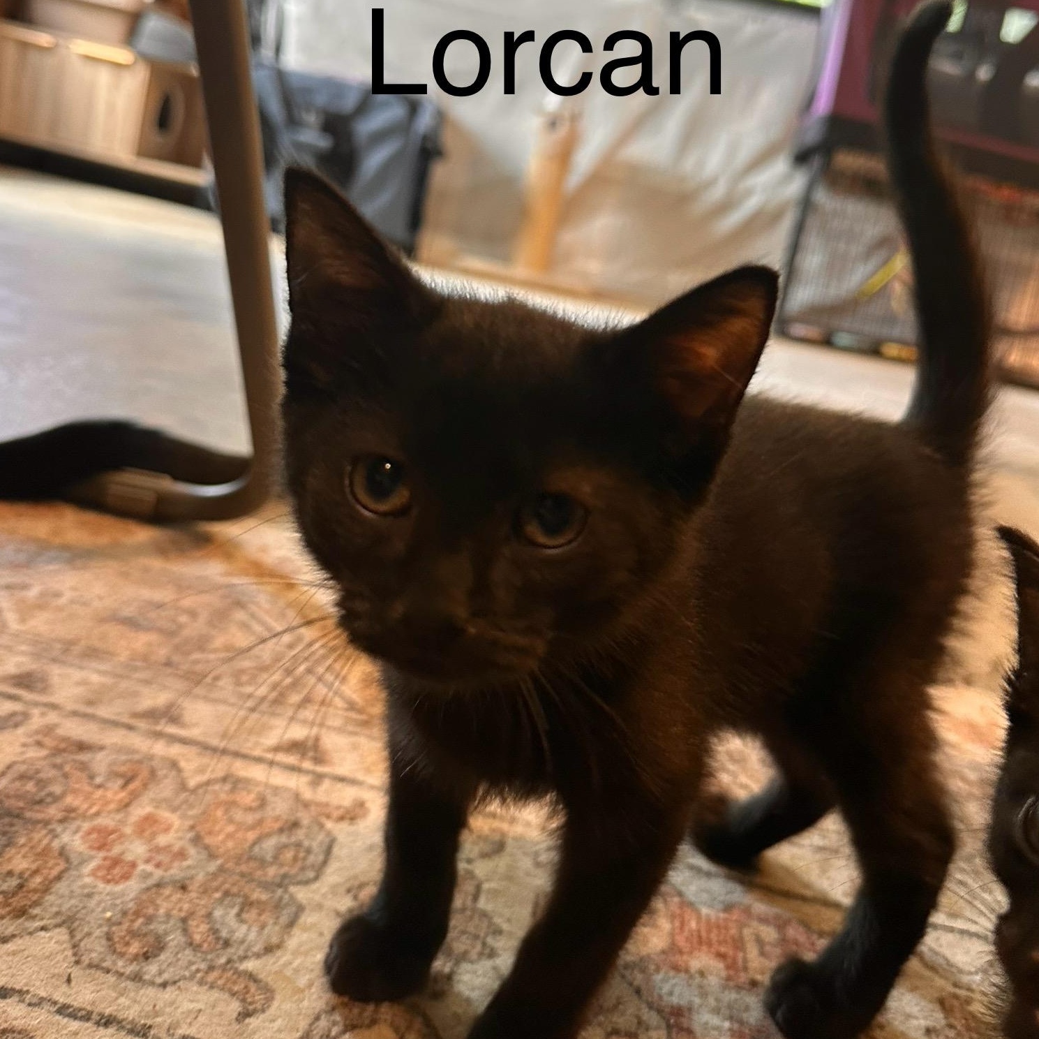 Lorcan, Young Male unknown