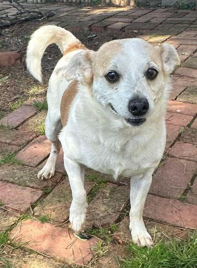 Nikki, Adoptable, Adult Male Chihuahua & Dachshund.