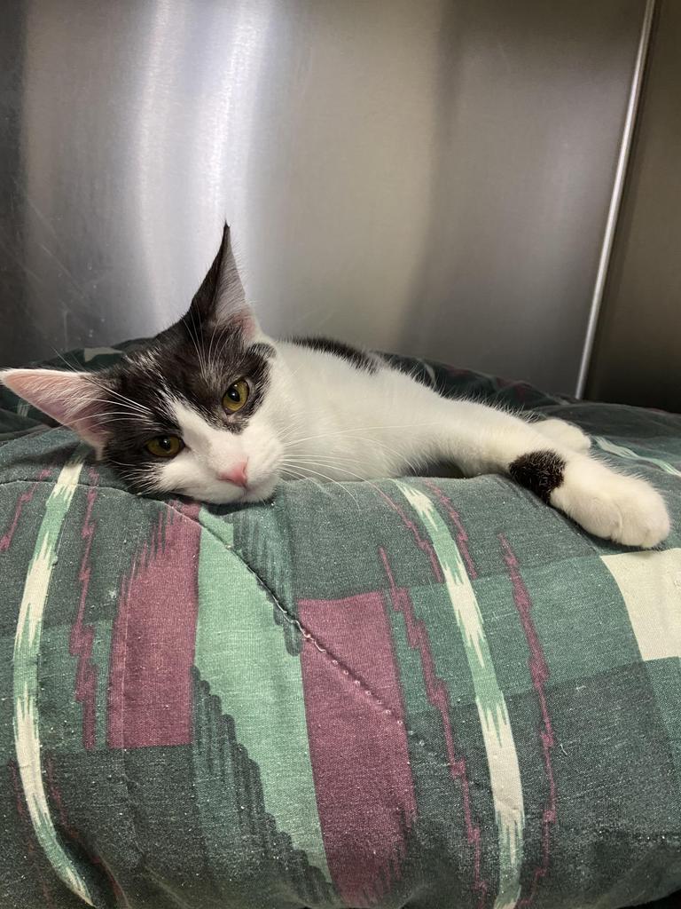 Denim, Adoptable, Adult Male Domestic Short Hair.