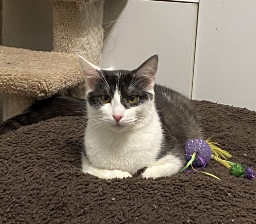 Enlarge Denim, a Adoptable mixed breed in Sandy, UT image 2/4