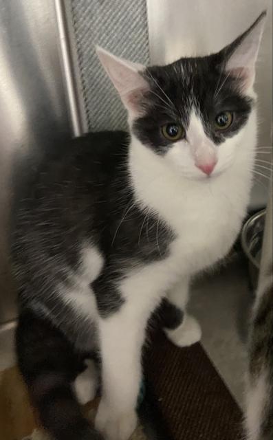 Enlarge Denim, a Adoptable mixed breed in Sandy, UT image 3/4