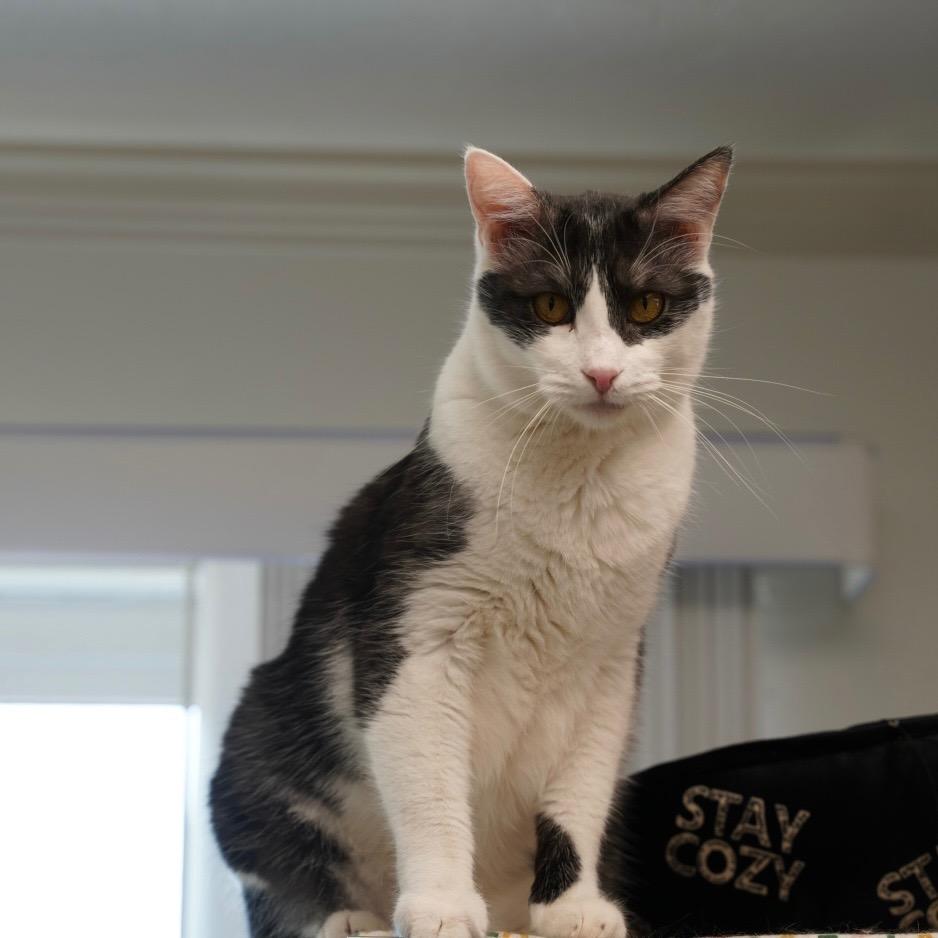 Enlarge Denim, a Adoptable mixed breed in Sandy, UT image 4/4